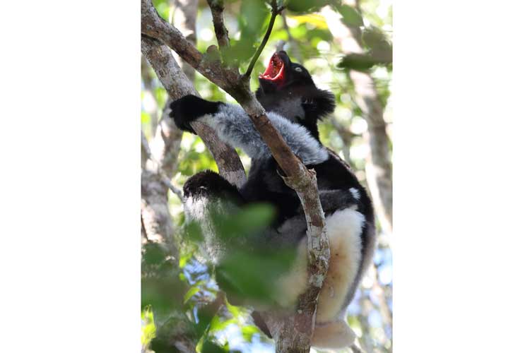 Travel to madagascar image of Indri singing in tree