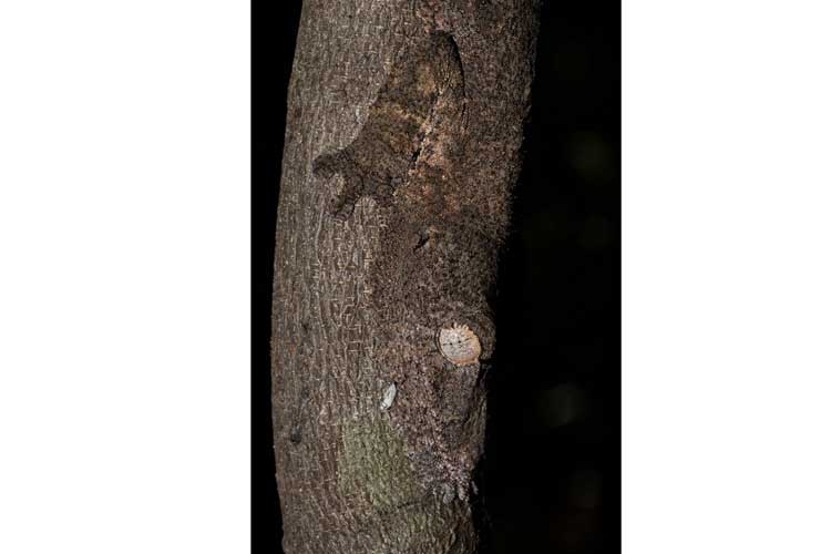 Madagascar expedition photography of camoflauged henkel's leaf-tailed gecko