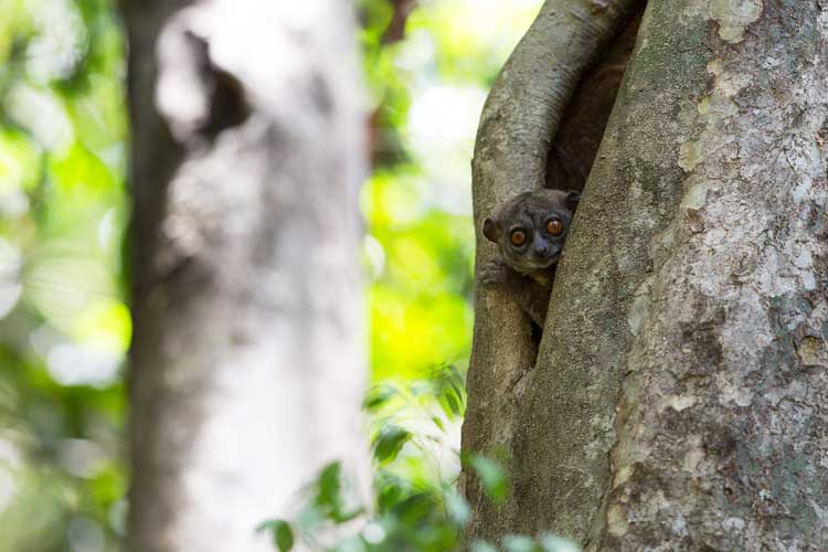 Madagascar holidays image of Ankarana lepilemur hiding in tree