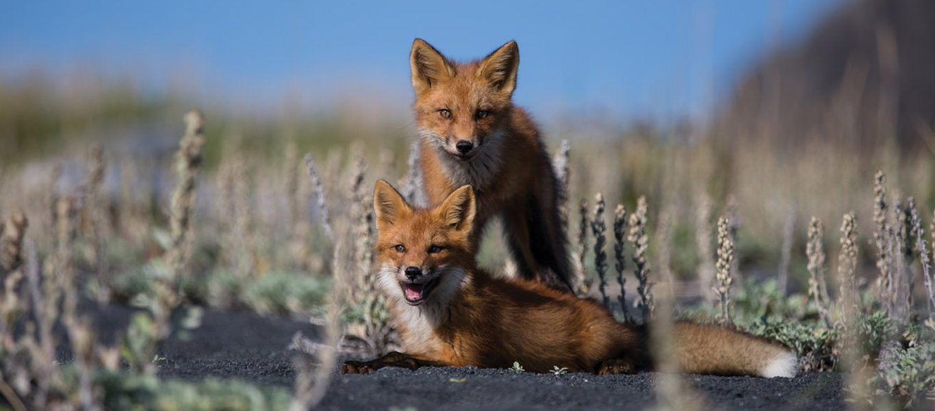 Far East Russia image of Red Foxes