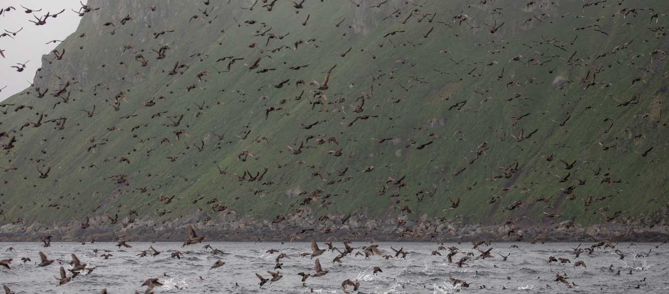 Russian Far East cruise photo of auklets near Yankicha Island