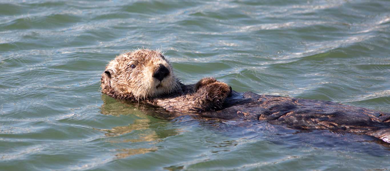 Sea of Okhotsk photograph of Sea Otter