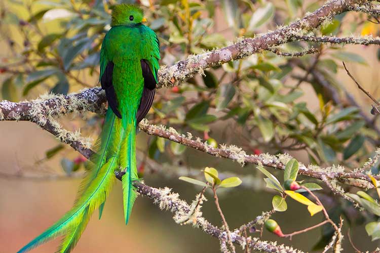 Panama tours image of resplendent quetzal bird on branch