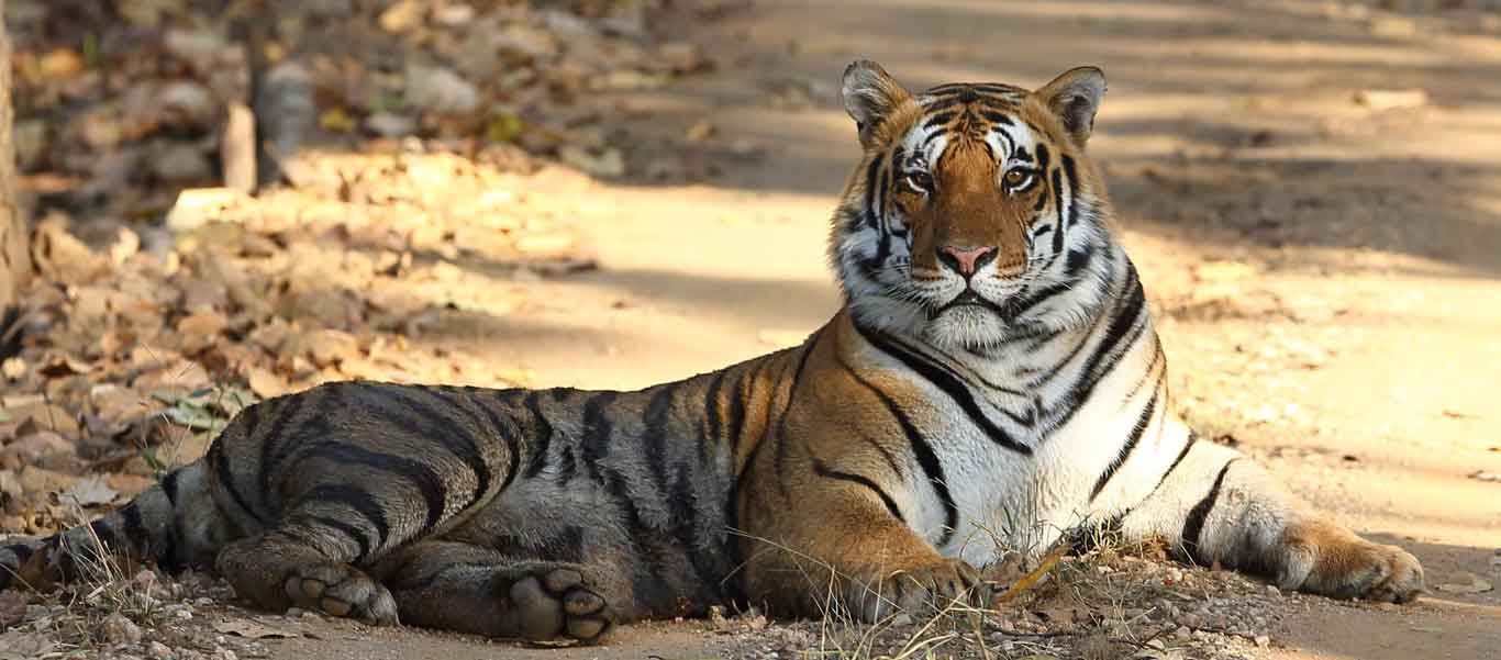 Safari India image of a Bengal Tiger