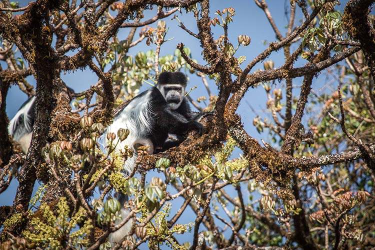 Ethiopian wildlife tour picture of Guerez Colobus in tree