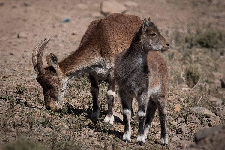 Ethiopian wildlife tour image of walia ibex in Simien Mountains