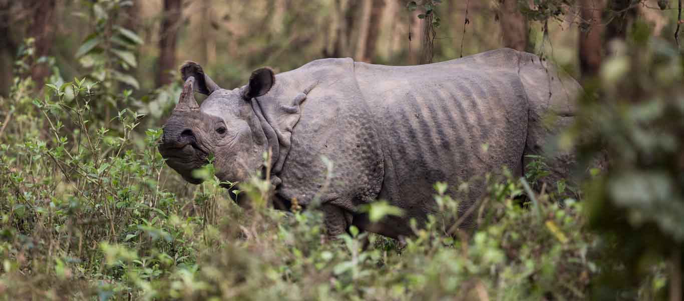 Tiger safari slide of a Great One-horned Rhinoceros