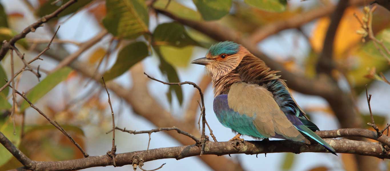 Tiger tours photograph of Indian Roller
