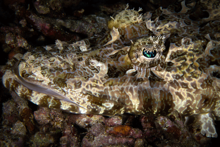 Raja Ampat diving image showing close-up of crocodilefish head