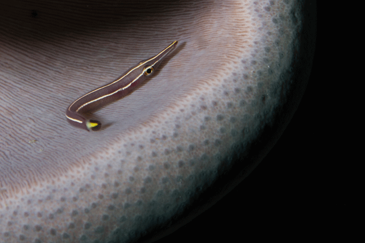 Raja Ampat diving photo showing an Urchin Clingfish on a soft coral