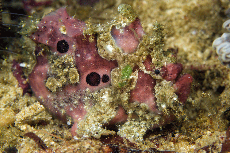 Raja Ampat diving tour slide showing camouflaged Painted Frogfish