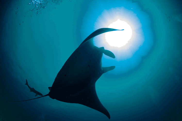 Raja Ampat diving adventure slide showing oceanic manta ray swimming toward the sun