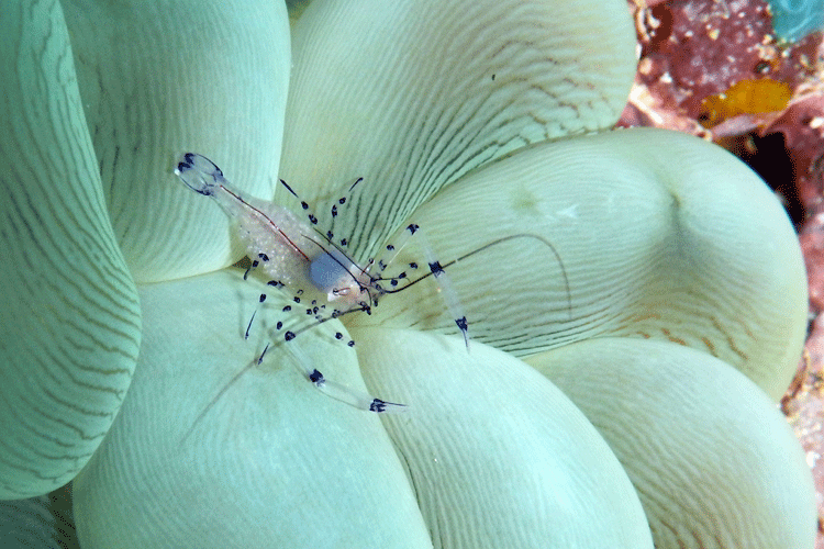 Raja Ampat diving picture showing gravid anemone shrimp on bubble coral