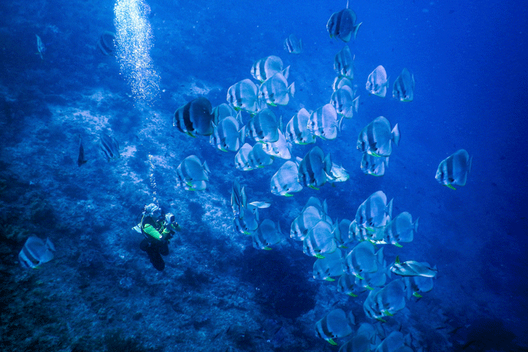 Raja Ampat diving photo showing a diver with a school of Spadefish