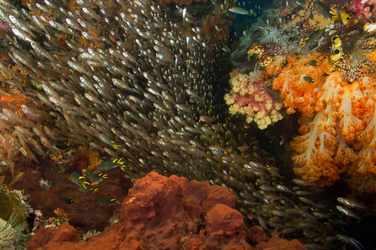 Raja Ampat diving image of Citrus Ridge coral reef