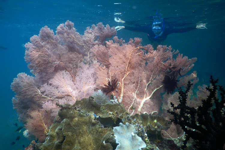 Raja Ampat diving picture showing seafan soft corals close to surface