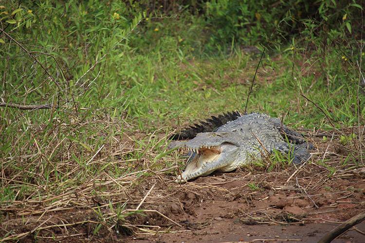 Panama tours image of American Crocodile on bank of Panama Canal