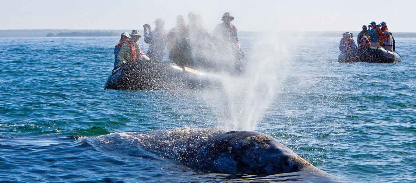 Baja whale watching image of California Gray Whale and Zodiacs
