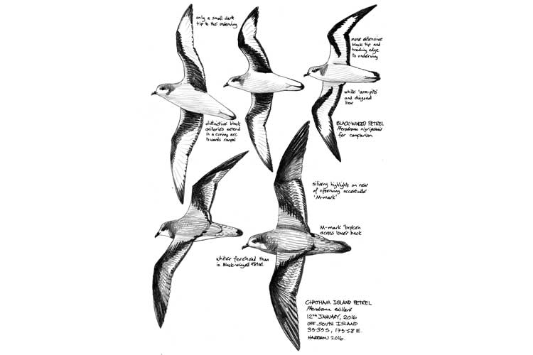 Peter Harrison field drawing of Chatham Island Petrel