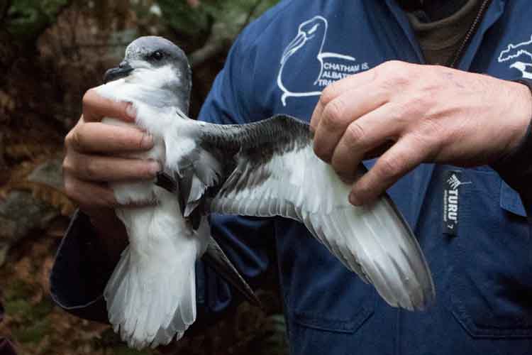 New Zealand subantarctic islands image of Chatham Island Petrel with wing outstretched