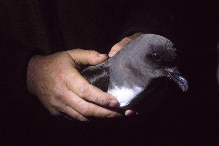 New Zealand subantarctic islands photo of Taiko Petrel in hand