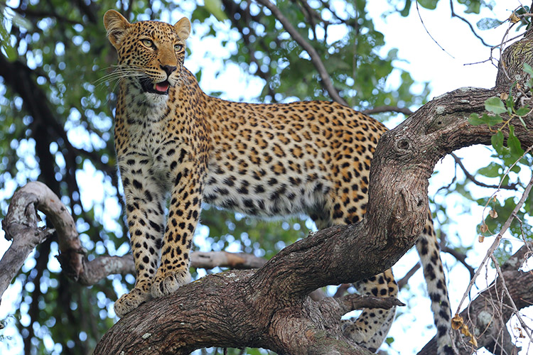 botswana expedition photo of female leopard climbing in tree