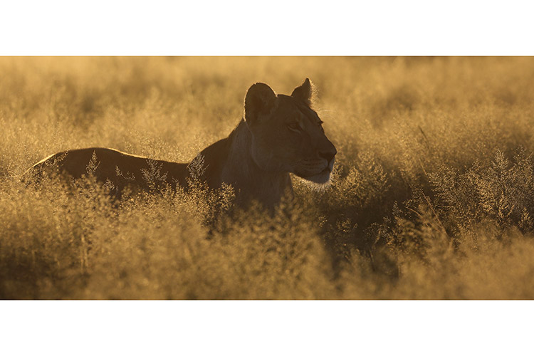 botswana safari tour photo of lioness hunting in the grass