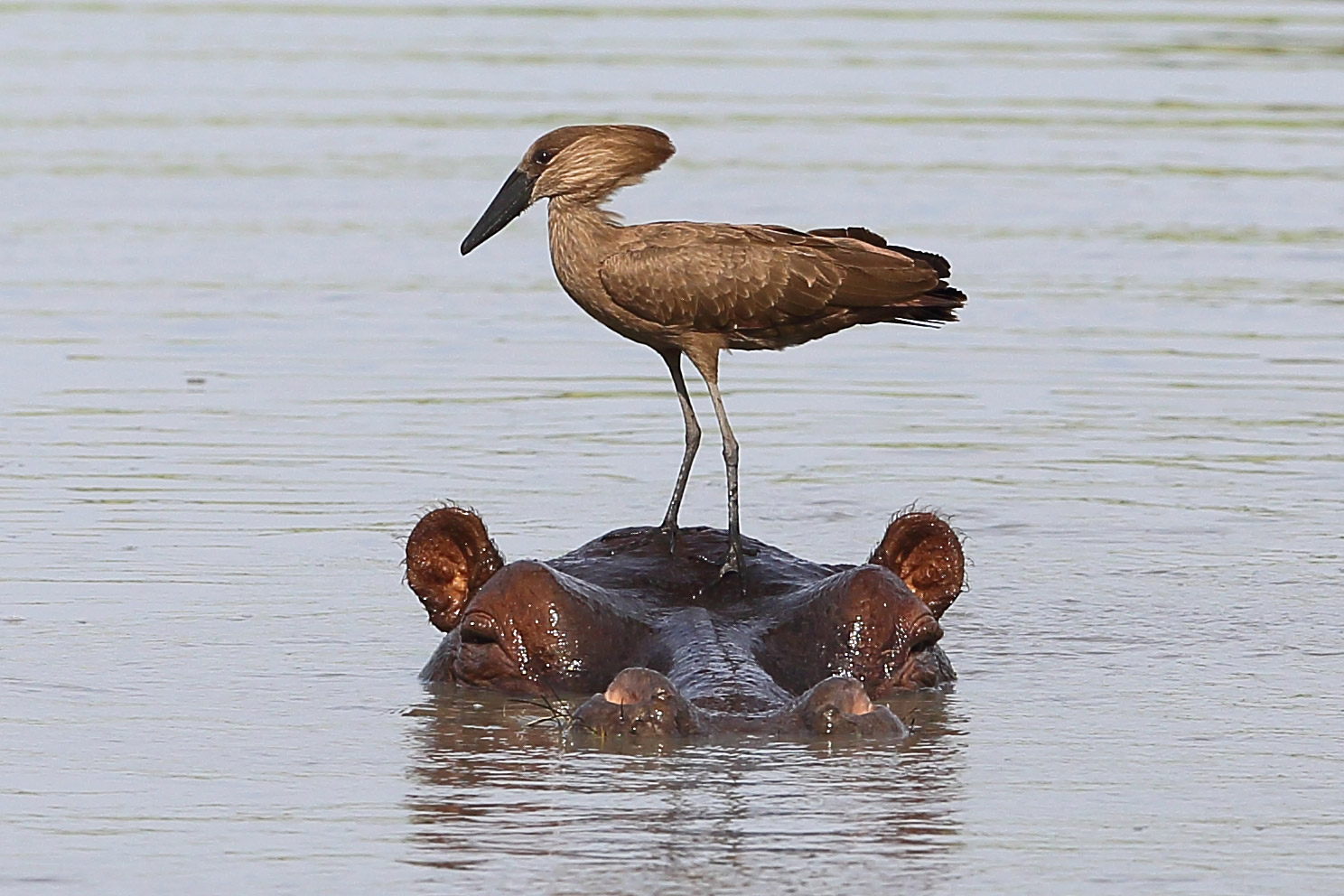 botswana travel photo of hammerkop on hippo head