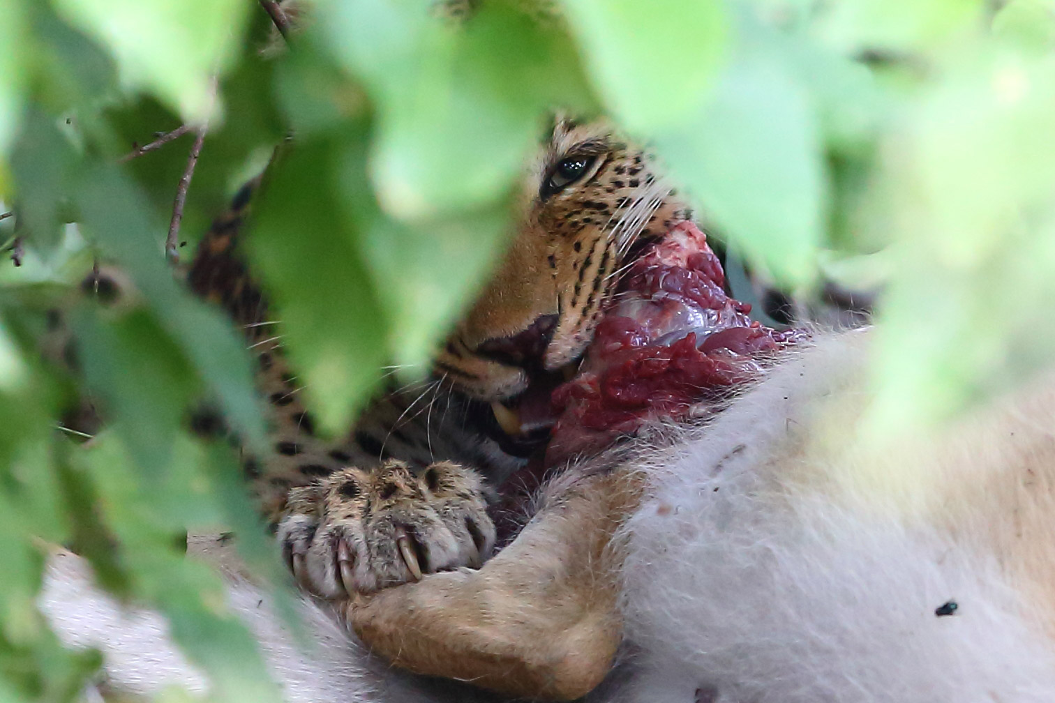 botswana travel photo of leopard eating kill in thrush
