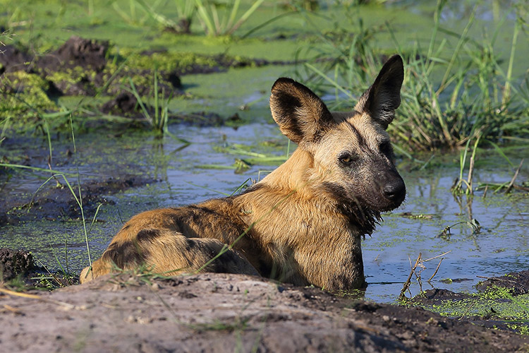 botswana travel image of wild dog cooling off in mud