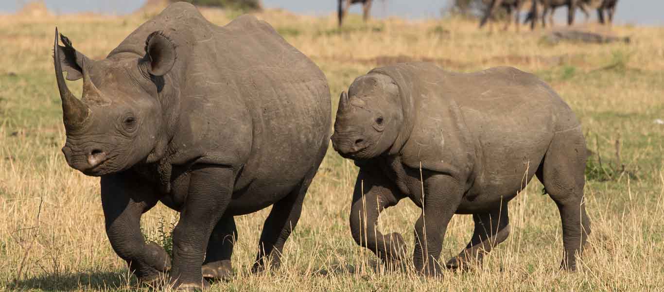 Tanzania wildlife tour photo of Black Rhinos