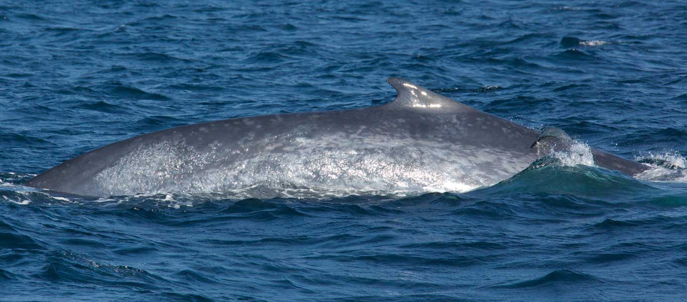 Sri Lanka expeditions slide of a Blue Whale