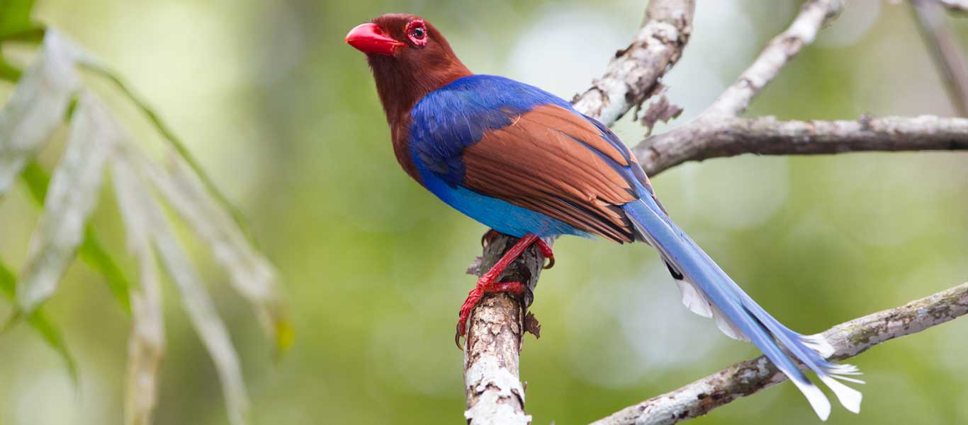 Sri Lanka wildlife photo of a Sri Lanka Blue Magpie