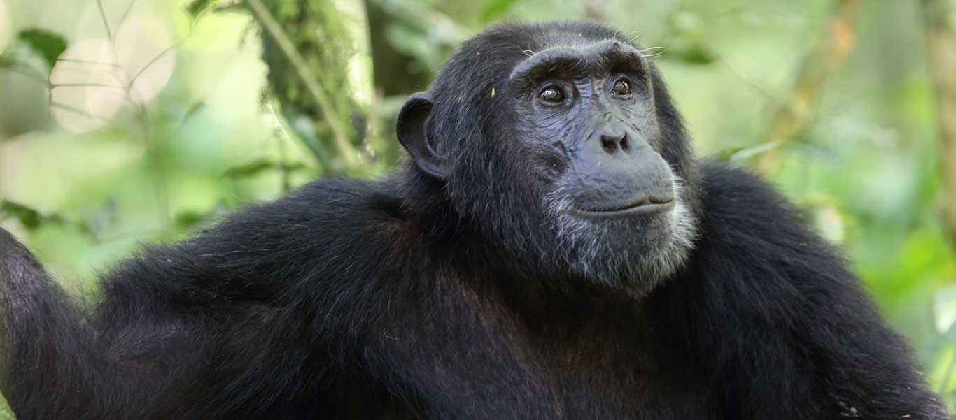 Uganda safari tour photo of Chimpanzee in Kibale National Park