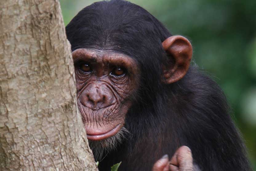 Uganda safari tour image of a Chimpanzee in Kibale National Park.