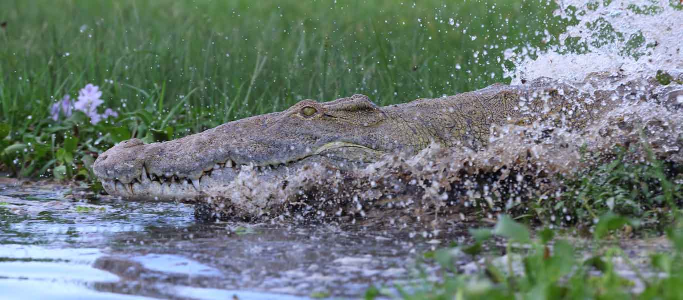 Uganda safari tour image of Nice Crocodile in Murchison Falls National Park