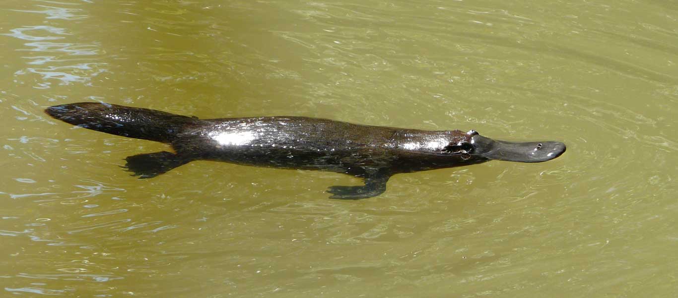 Atherton Tablelands photo of a Platypus