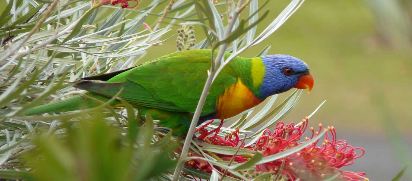 Wildlife Australia photo of a Rainbow Lorikeet