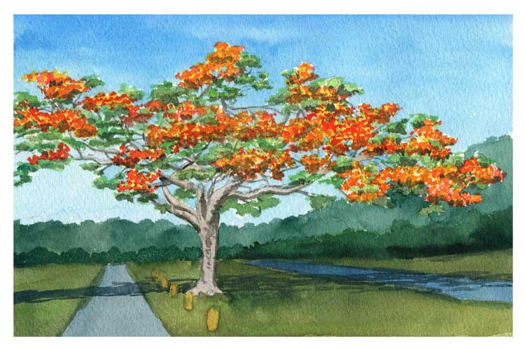 South Pacific Small ship cruise to Saipan island painting of Flamboyant Tree by expedition leader Kevin Clement