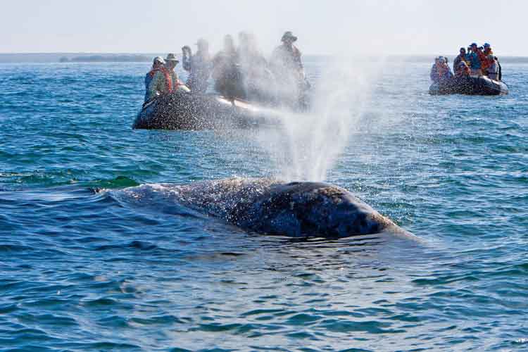 Whale watching in Mexico image of Zodiac cruise