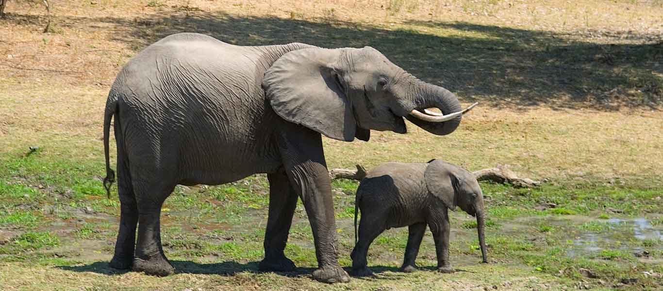 Zambia safari image of African Elephants