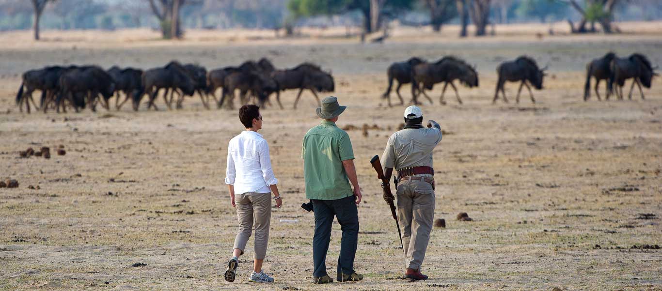 Zimbabwe safari image of walking safari at Davison's Camp