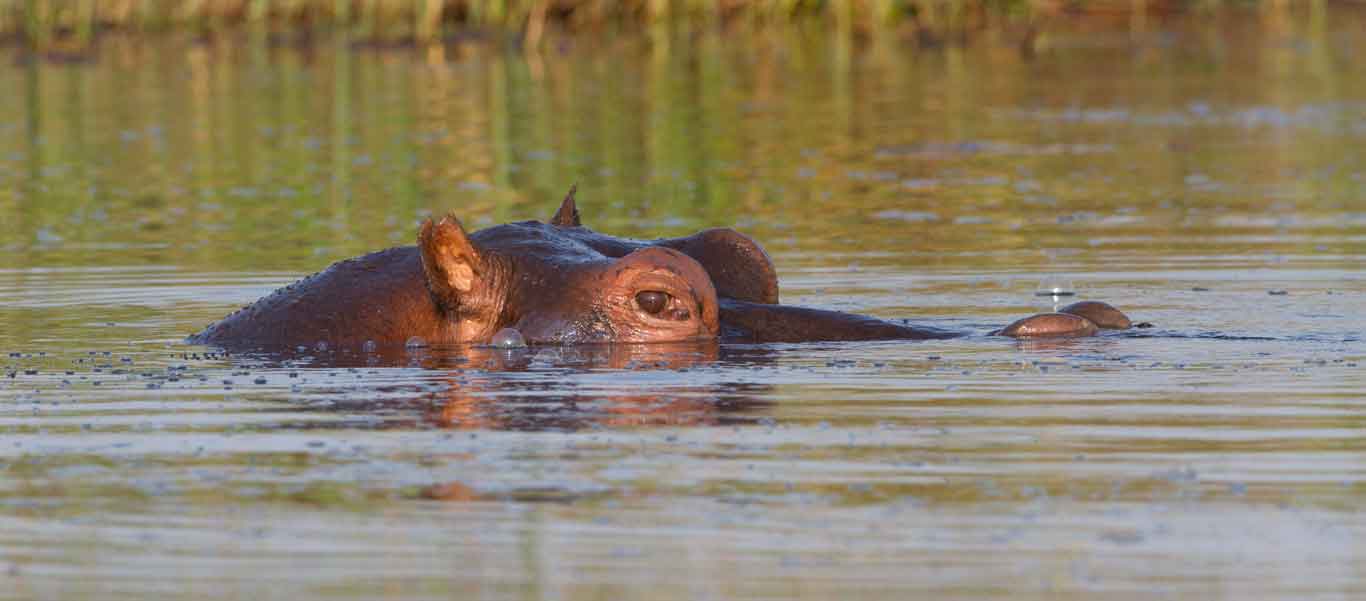 Zambia wildlife safaris photo of a Hippopotamus in water