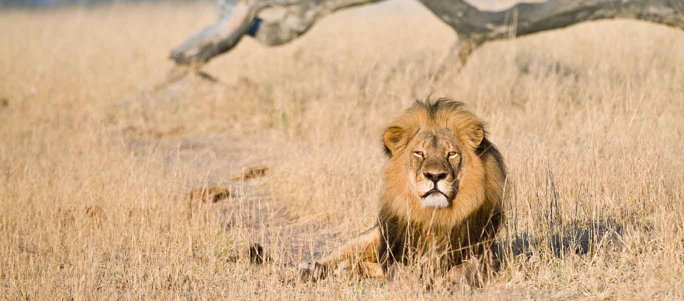 Zimbabwe wildlife safaris image of male Lion