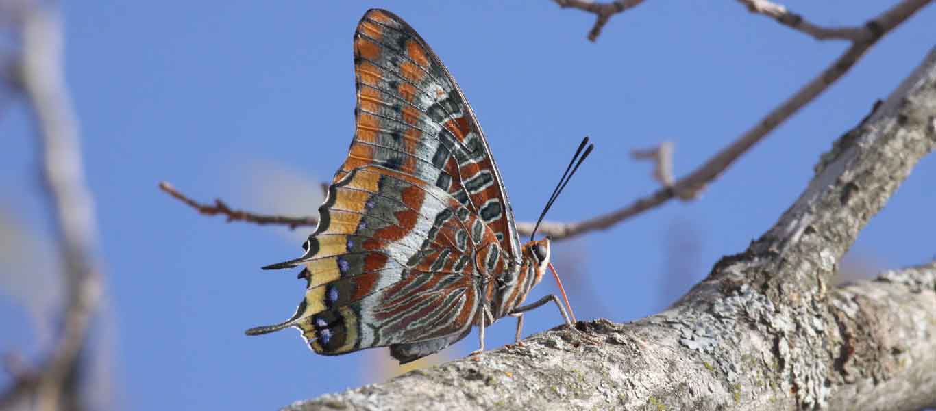 Spain wildlife tours photo of a Two-tailed Pasha