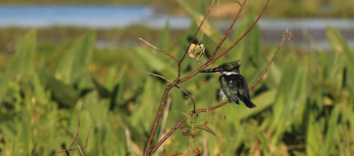 Argentina travel image of an Amazon Kingfisher