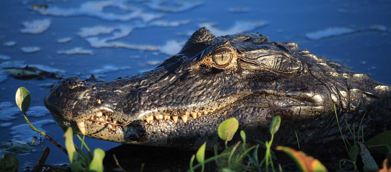 Travel to Argentina photo of Broad-snouted Caiman