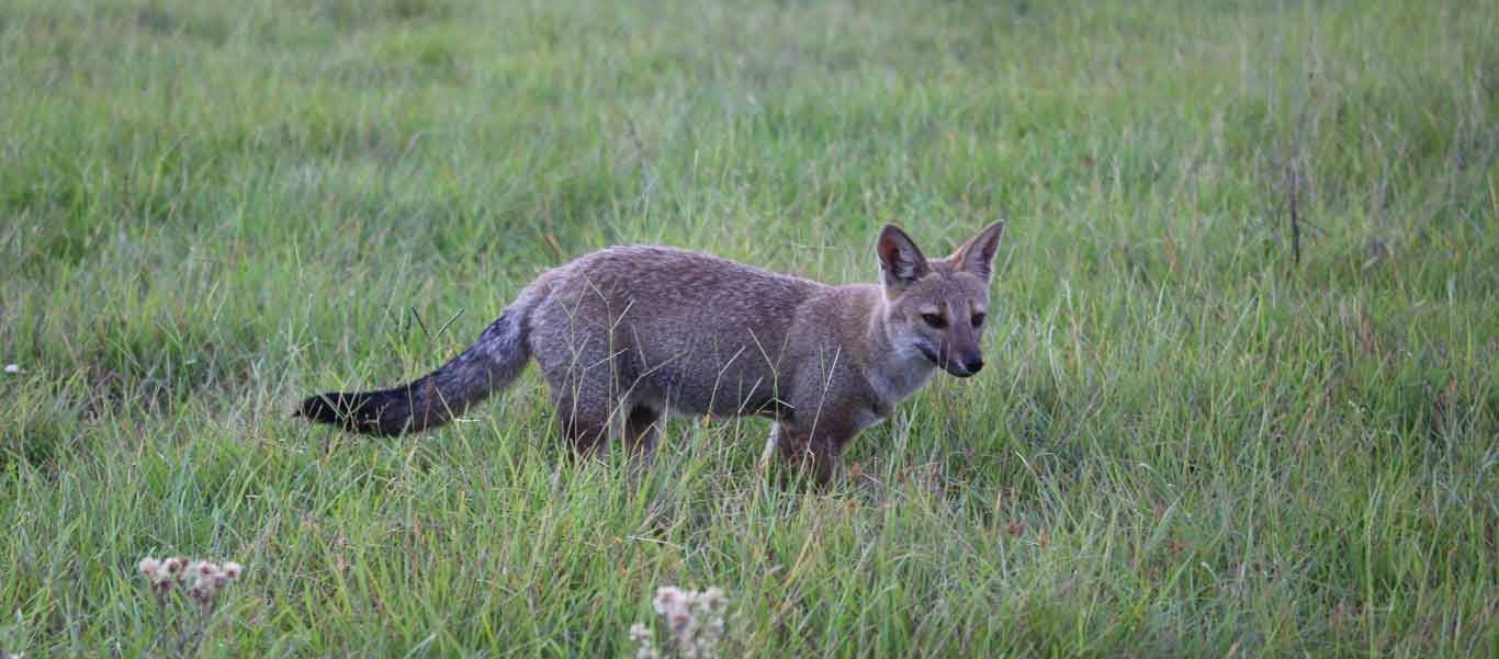 Ibera wetlands photo of a Crab-eating Fox