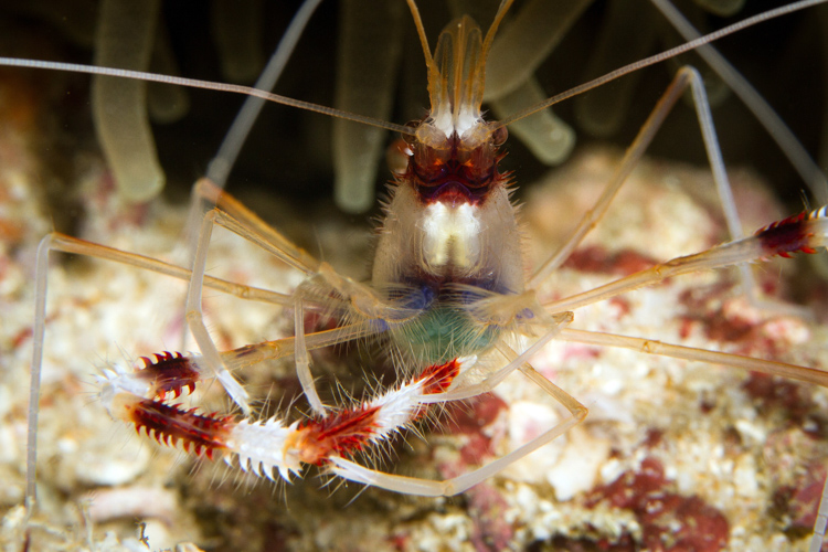 Raja Ampat photography banded coral shrimp