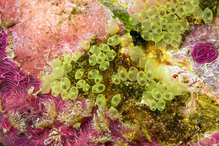 Raja Ampat photography tunicates and sponges